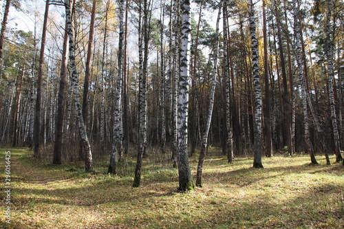 forest in autumn with birch and pine trees  pathes in fallen leaves with blue sky