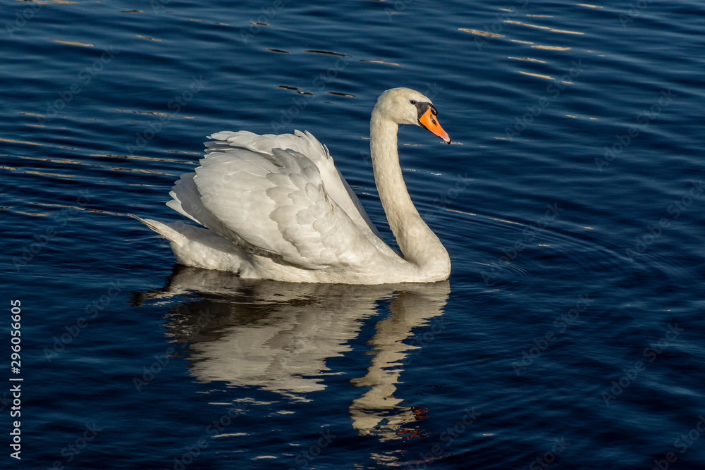 Naklejka premium łabędź