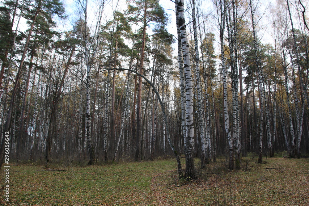 Bright autumn day in birch trees forest with arched trunk Bright autumn day in birch trees forest with arched trunk
