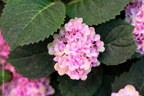 Hydrangea arborescens Incrediball Blush or Sweet Annabelle pink a corymb. smooth or wild or sevenbark, Horizontal. Beautiful autumn flower, blooming on tree and bush,