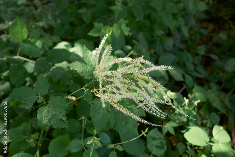 Aruncus dioicus Aruncus dioicus