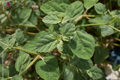 Boerhavia repens