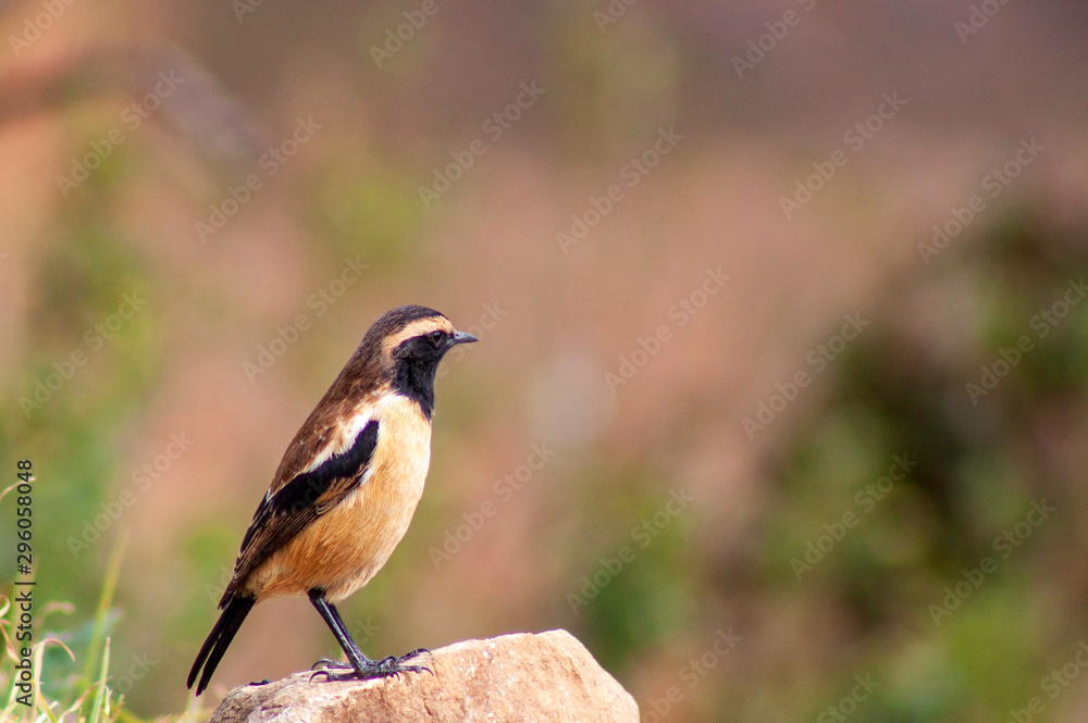 Fototapeta premium Buff Streaked bush chat bird sitting