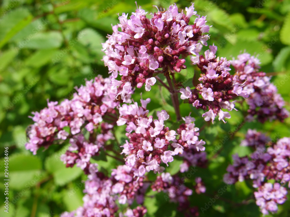 Pink flowers Pink flowers