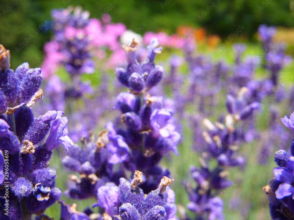 Lavender Lavender