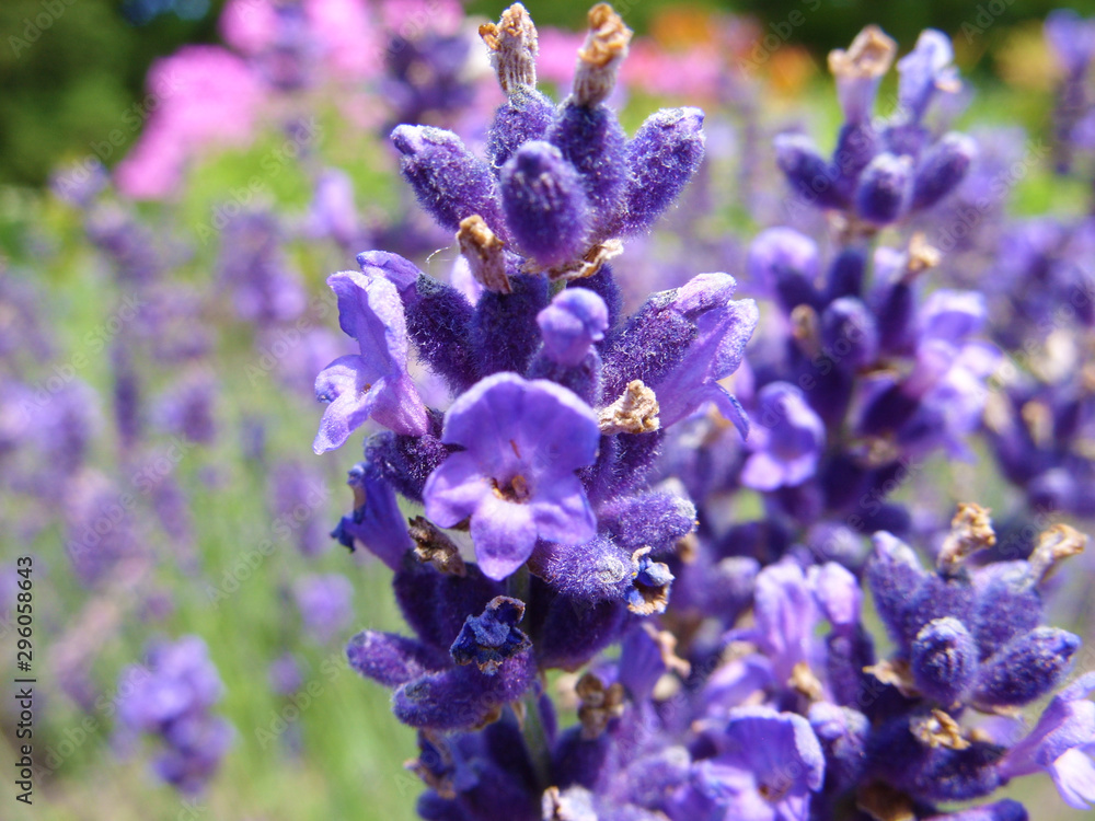 Lavender Lavender