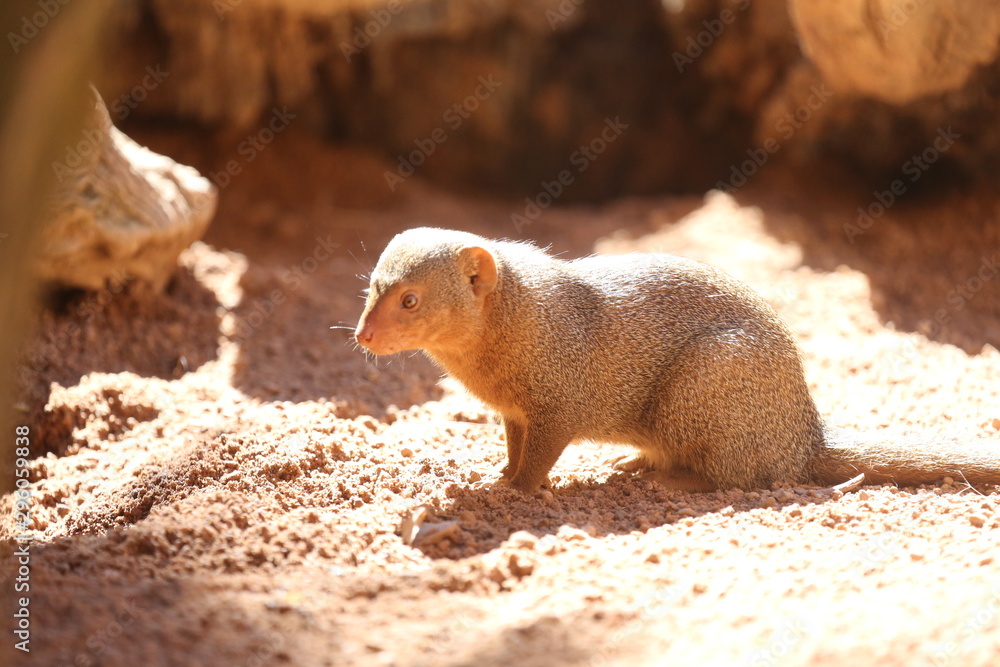 Fototapeta premium Animales varios 