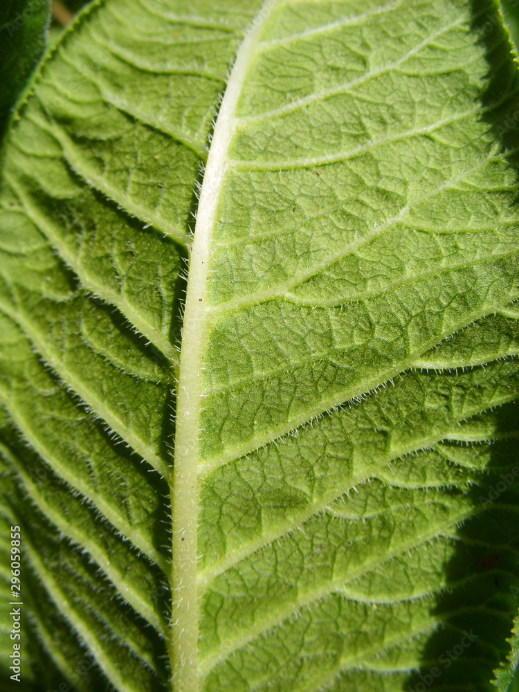 Flower leaf Flower leaf