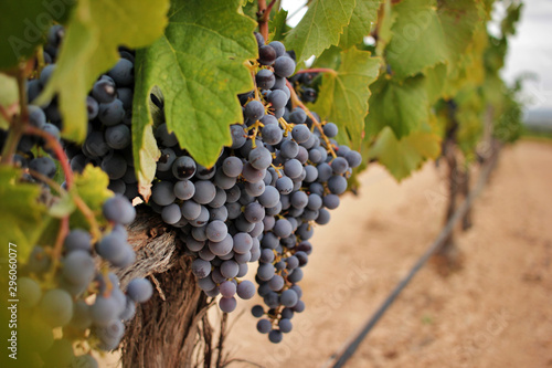 Ripe grape cluster of monastrell variety just before the harvest