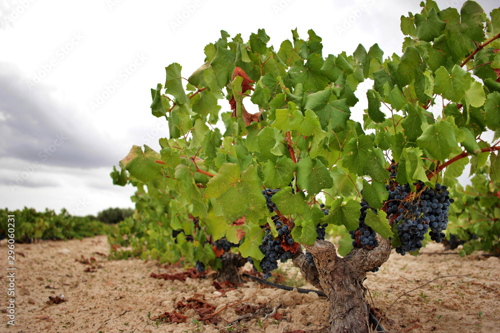 Monastrell grape vine with ripe grapes just before the harvest