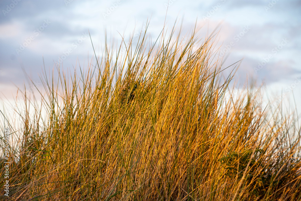 Fototapeta premium grass on the beach