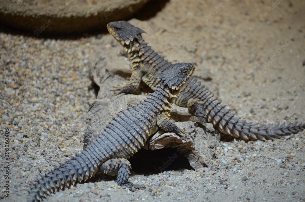 Fototapeta premium Reptil