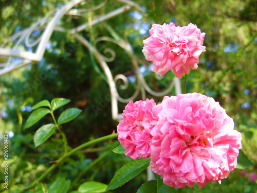 Pink roses