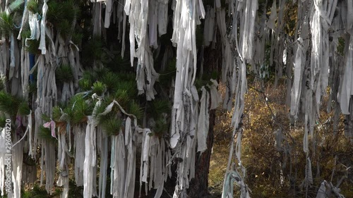 Ritual ribbons on sacred tree in the Altai Mountains. Slide shot. photo