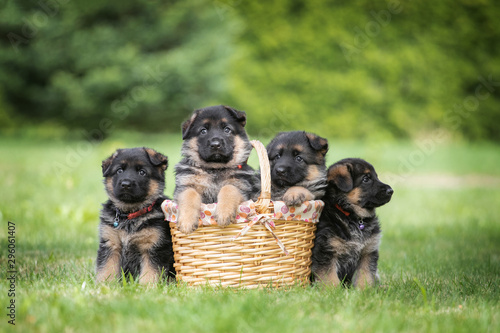 Adorable german shepherd puppies posing in a basket