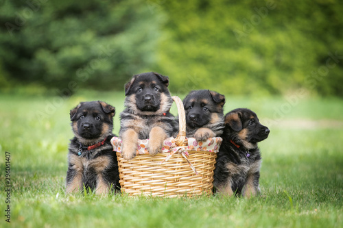 Adorable german shepherd puppies posing in a basket photo