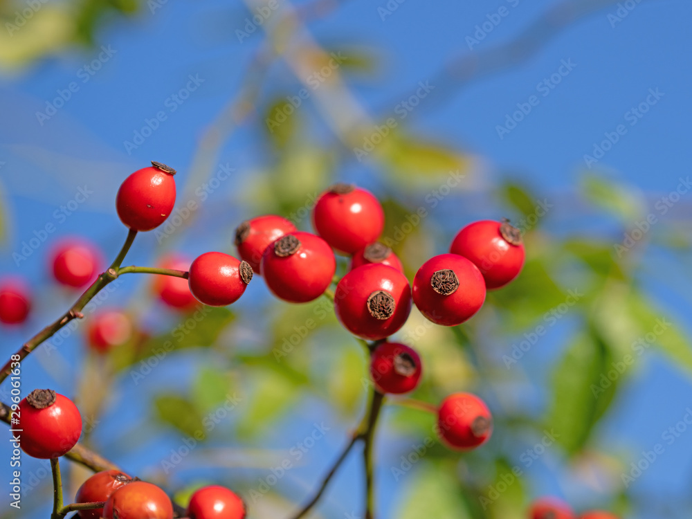 Hagebutten, Rosa canina, vor blauem Himmel Hagebutten, Rosa canina, vor blauem Himmel
