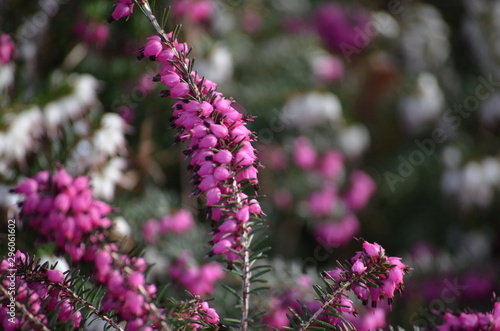 Blume
