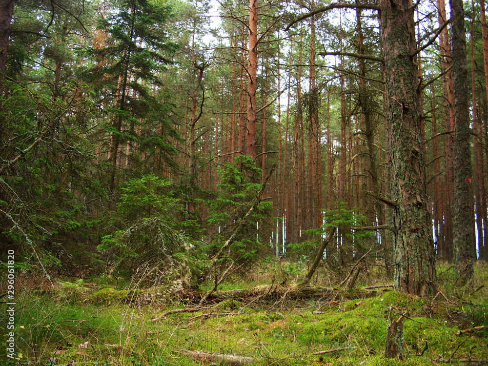 Obraz premium Pinery