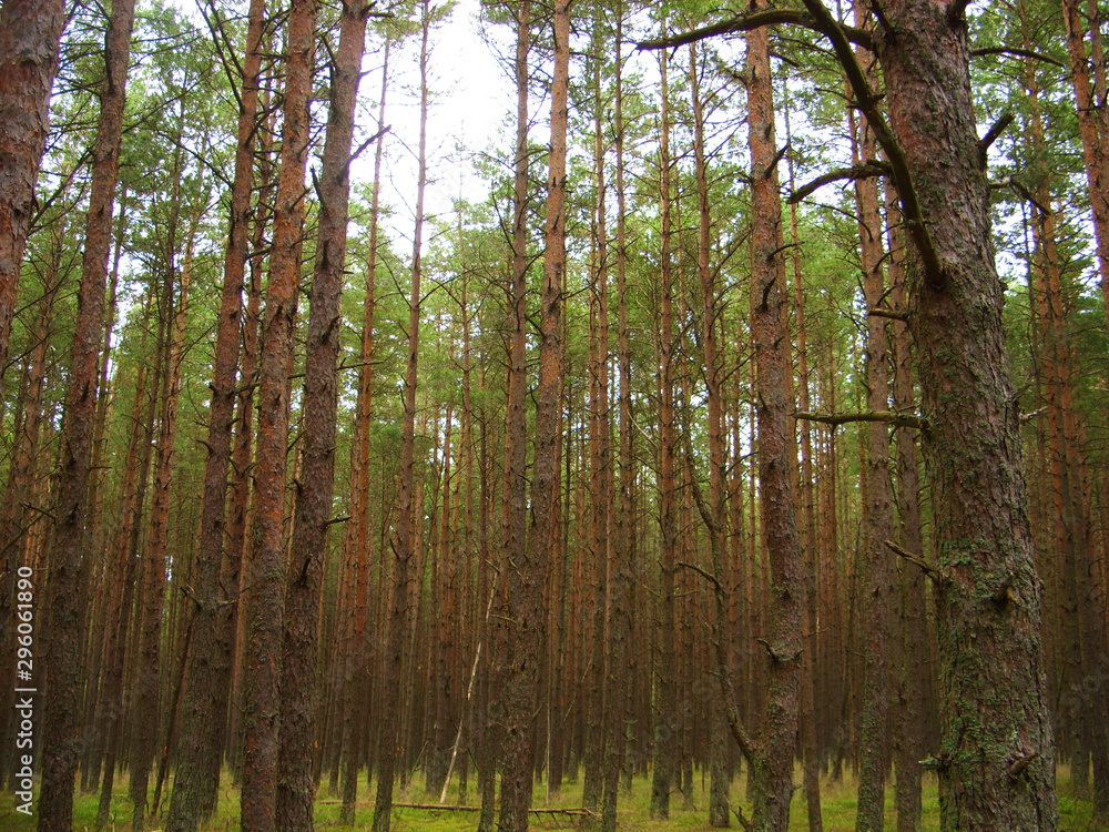 Obraz premium Pinery