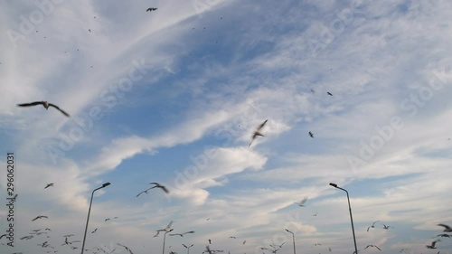 Beautiful sunset with flock of seagulls flying over the sky