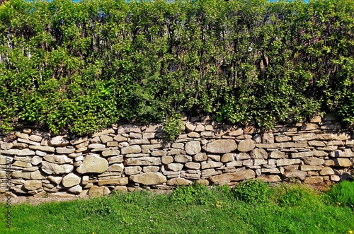 bush over a stone wall
