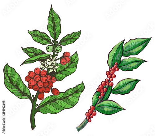 Green coffee beans, stick of java plant, branch with leaves. Agricultural element, sketch of crop, drawing red grains, tropical symbol, ingredient vector