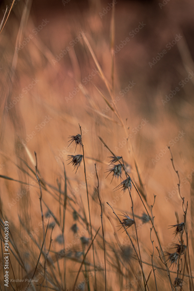 Obraz premium grass in the wind