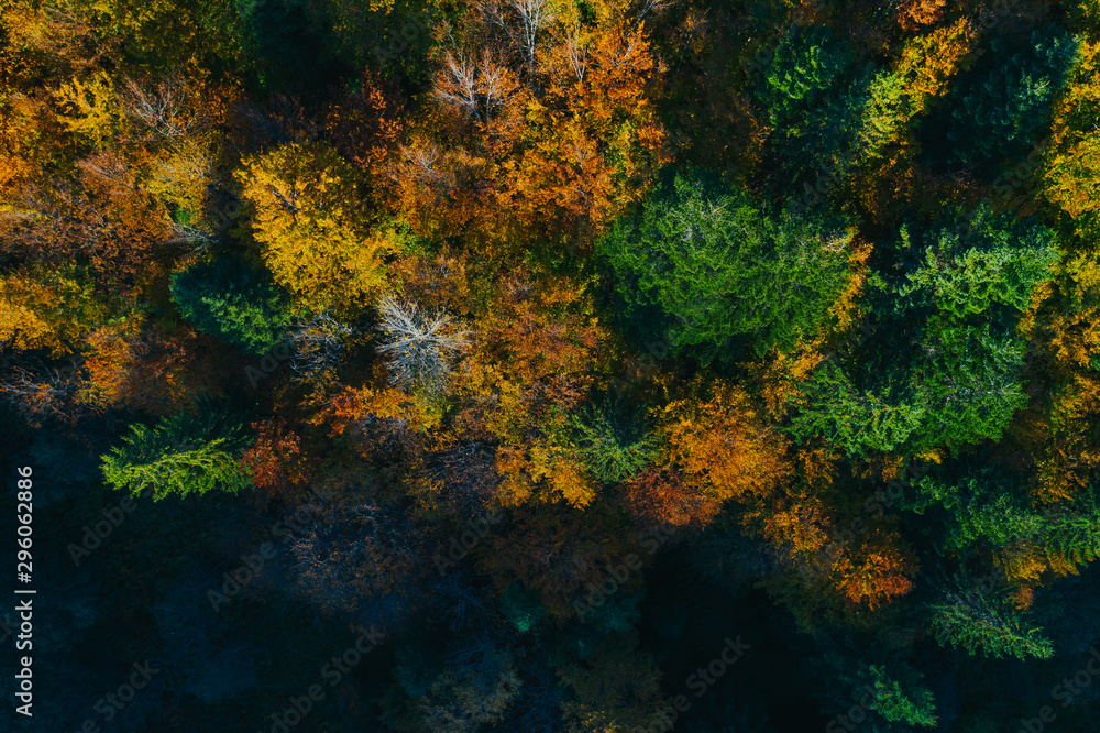 Aerial view of autumn tree tops.