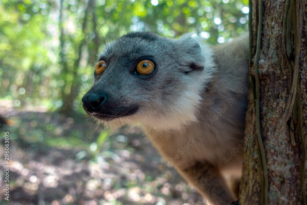 Obraz premium White-fronted Brown Lemur ( Eulemur albifrons ) in forest.
