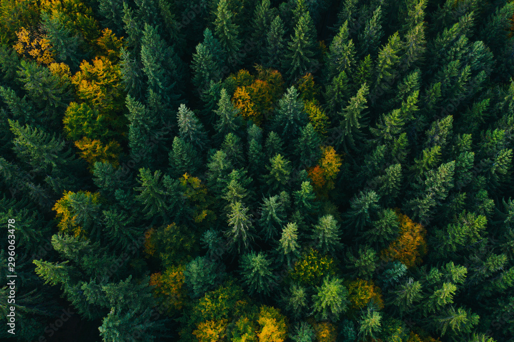 Aerial view of autumn tree tops. Aerial view of autumn tree tops.