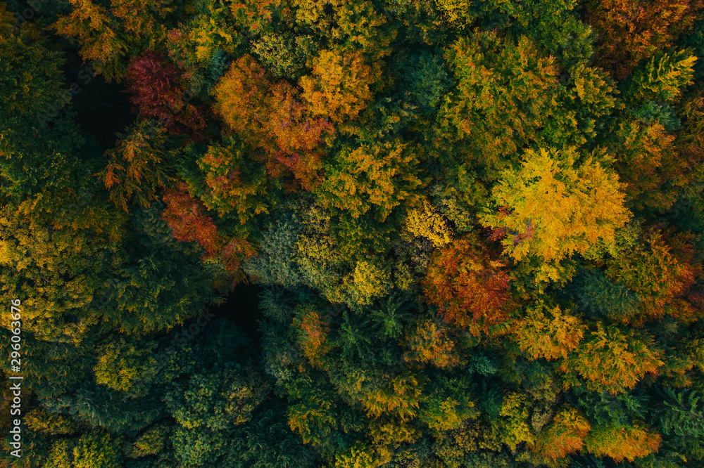 Aerial view of autumn tree tops. - obrazy, fototapety, plakaty 