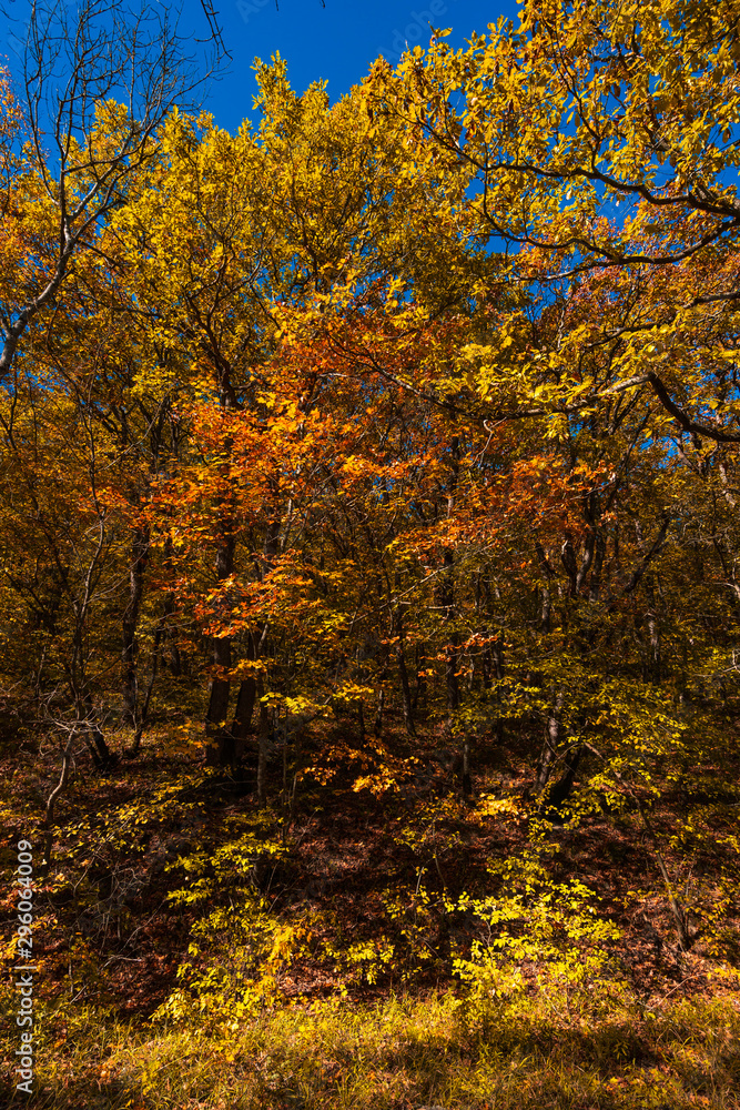 Colorful autumn trees in forest