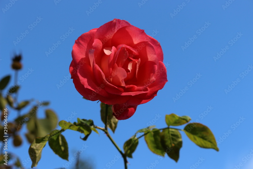 Fototapeta premium Red rose looks great on a background of blue sky