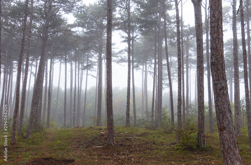 Obraz premium misty morning in the forest