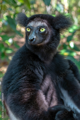 baby Beautiful image of the Indri lemur - Indri Indri. Wild nature .Madagascar.