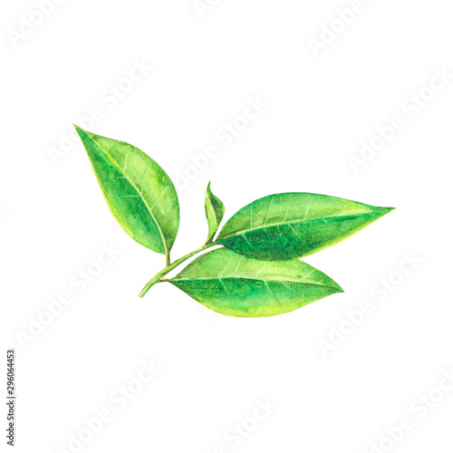 Watercolor green tea leaves, branches isolated on white background. Hand painting on paper.