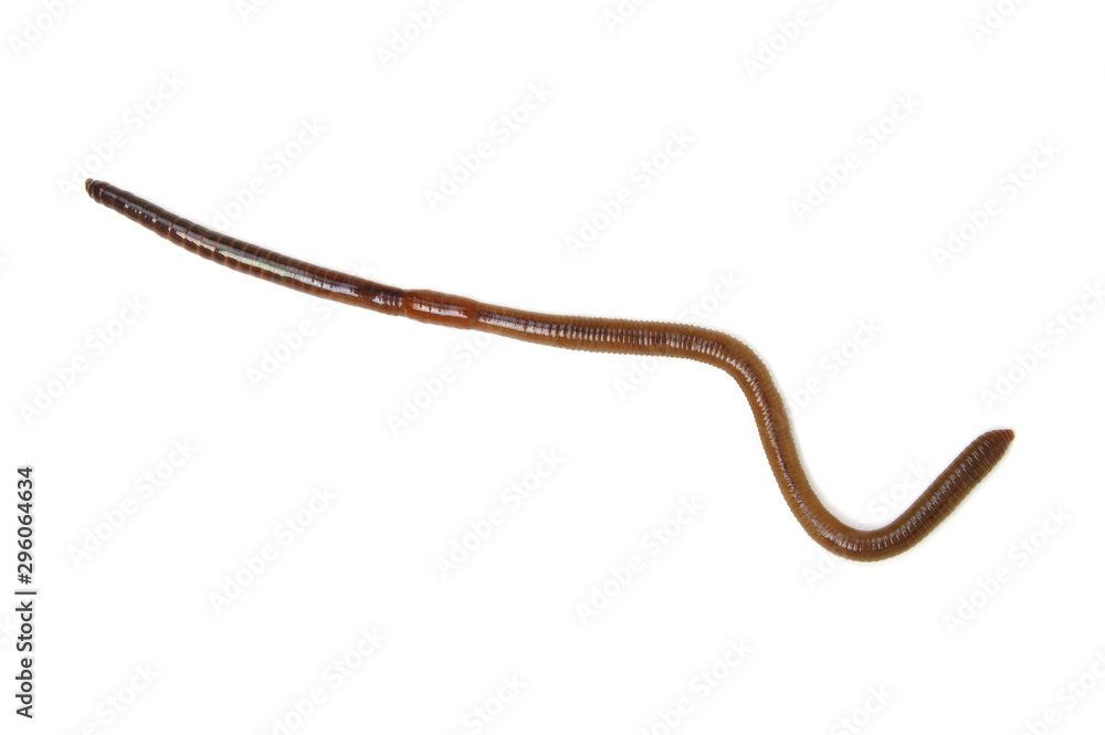 animal earth worm isolated on white animal earth worm isolated on white