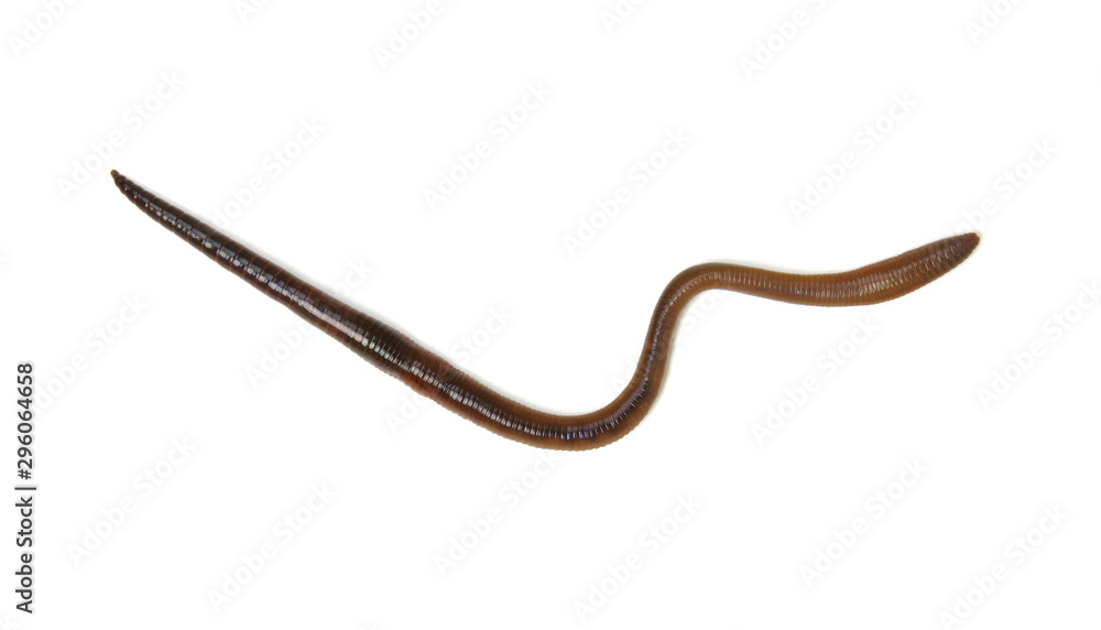 animal earth worm isolated on white animal earth worm isolated on white