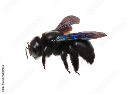 Bumblebee isolated on white background