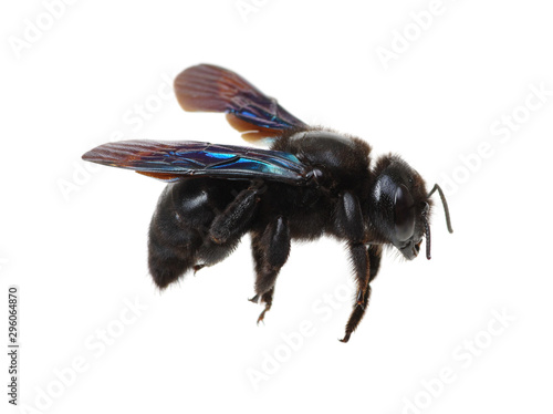 Bumblebee isolated on white background