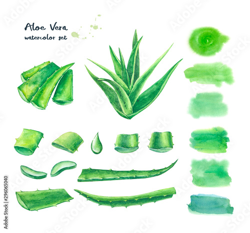 Set of watercolor aloe vera elements. Hand drawn watercolor painting isolated on white background.