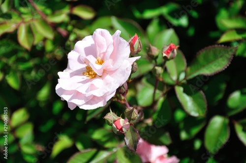 ink  rose in the garden
