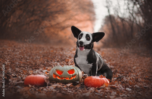Dog Halloween