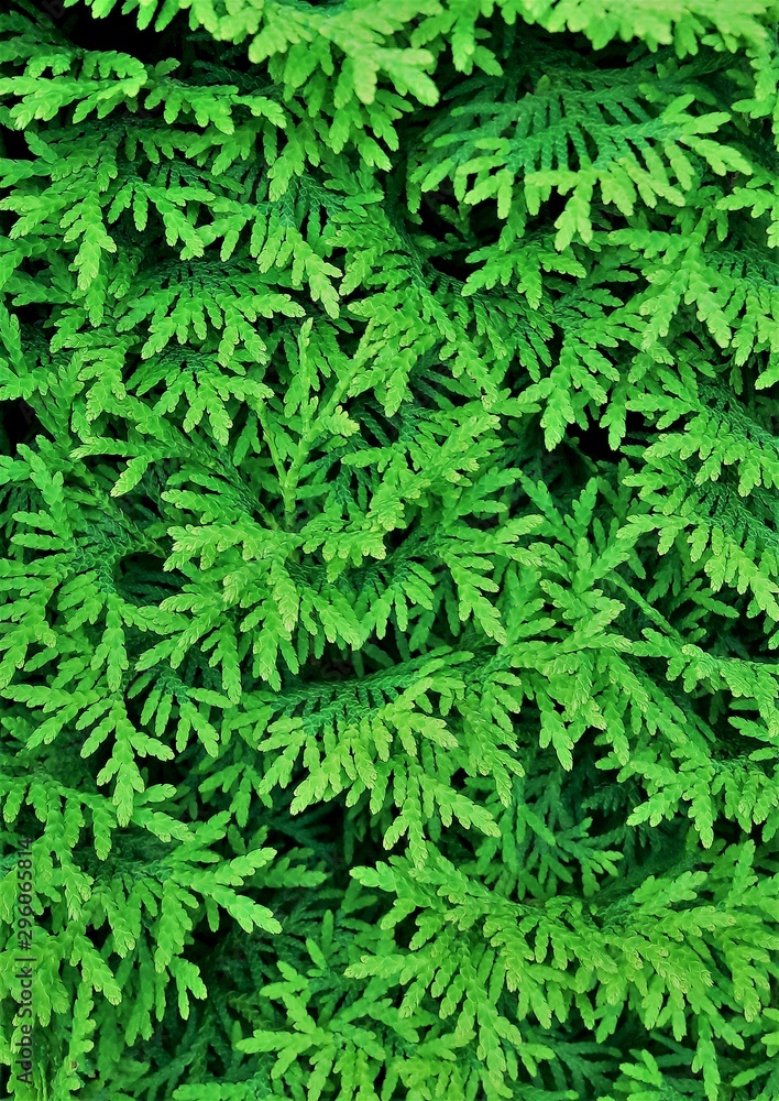 thuja green branches