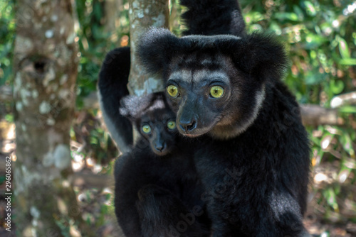 Schilderij op canvas Beautiful image of the Indri lemur - Indri Indri
