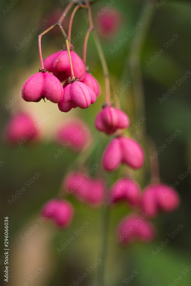 fleurs bonnet d'évêque euonymus europaeus fleurs bonnet d'évêque euonymus europaeus