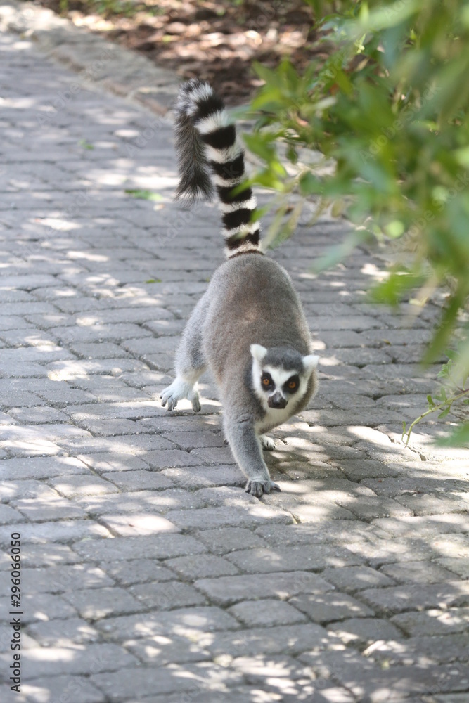 Obraz premium animales varios 