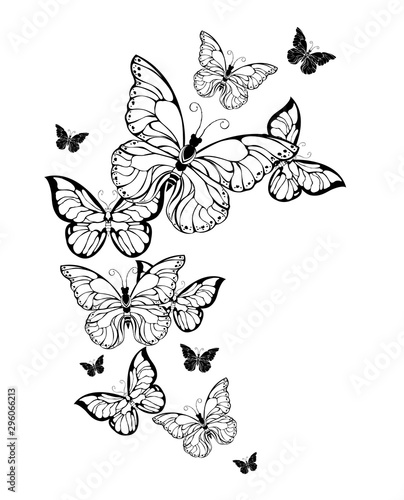 Flight of contour butterflies