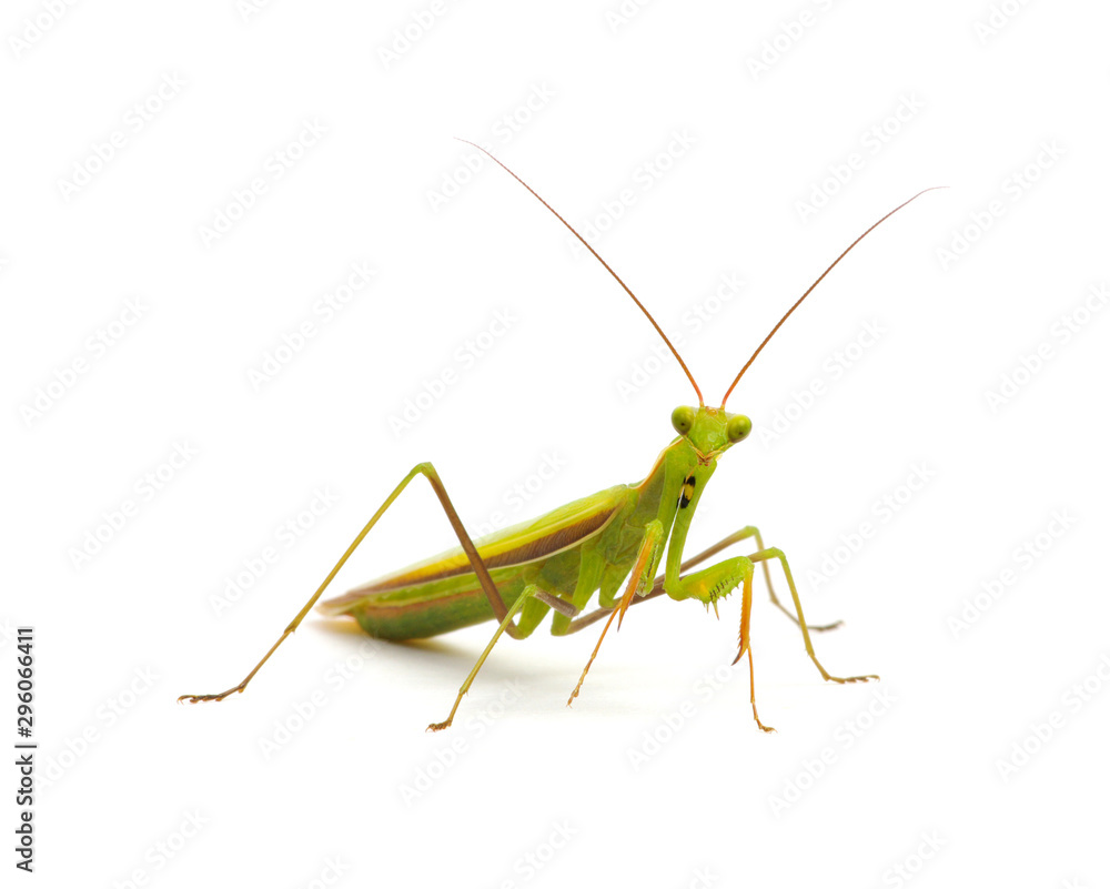 Praying mantis isolated on white Praying mantis isolated on white